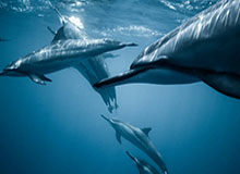 Shanks岩雀被Rookie蹲到，Soboro狼母豪取四杀团灭AL